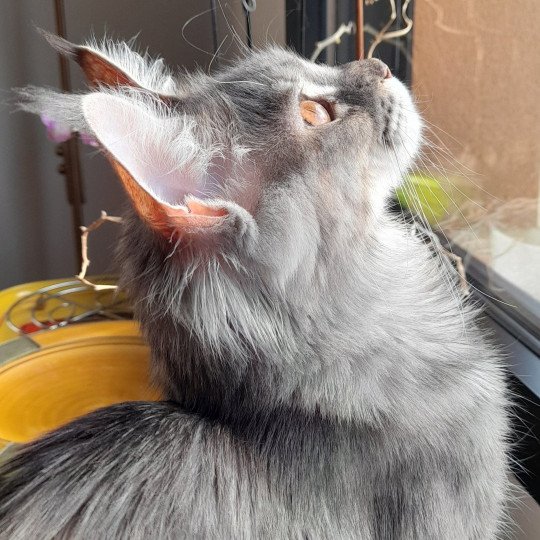 Trinité Femelle Maine coon polydactyle