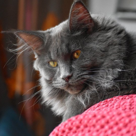 Tahiti des P'tits Breizhous Femelle Maine coon