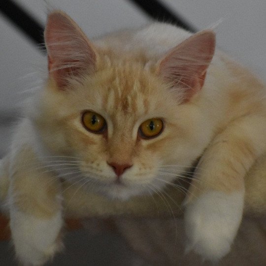 Thailande Femelle Maine coon