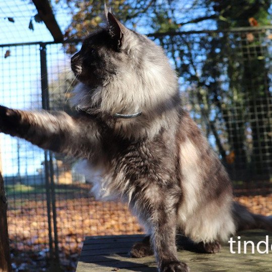 TINDER Mâle Maine coon