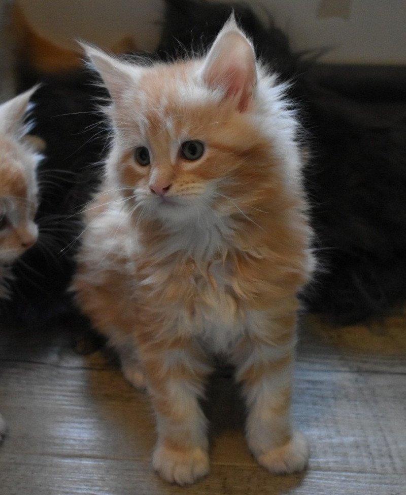 Verdun Ty coon de la Flora Mâle Maine coon