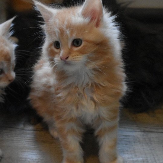 Verdun Ty coon de la Flora Mâle Maine coon