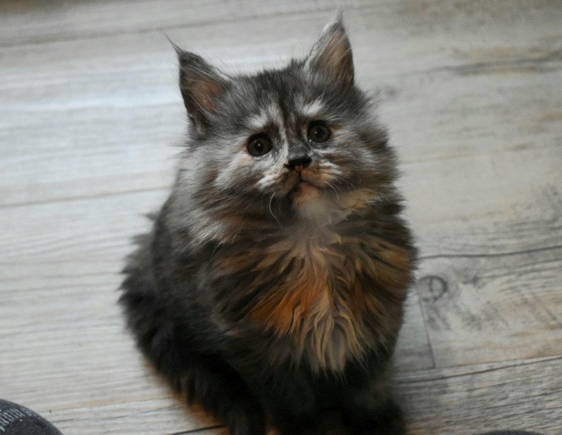 Vienne Ty Coon de la Flora Femelle Maine coon