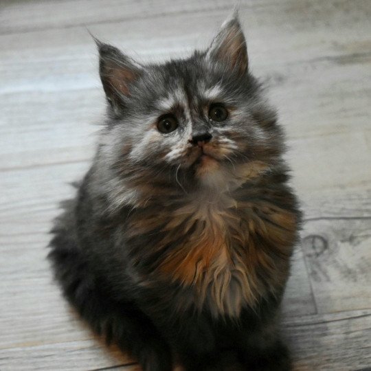 Vienne Ty Coon de la Flora Femelle Maine coon