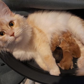 Chaton Maine coon Chatterie Ty Coon de la Flora Chaton Maine coon Chatterie Ty Coon de la Flora