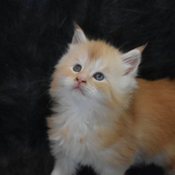 Chaton Maine coon Chatterie Ty Coon de la Flora Chaton Maine coon Chatterie Ty Coon de la Flora
