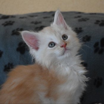 Chaton Maine coon Chatterie Ty Coon de la Flora Chaton Maine coon Chatterie Ty Coon de la Flora